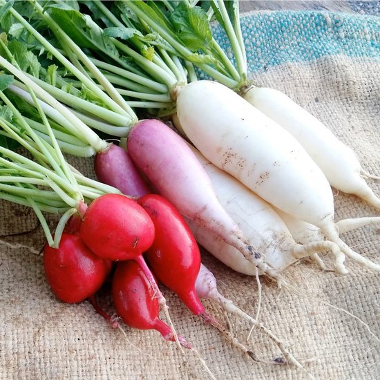 Radish and bitter gourd combination