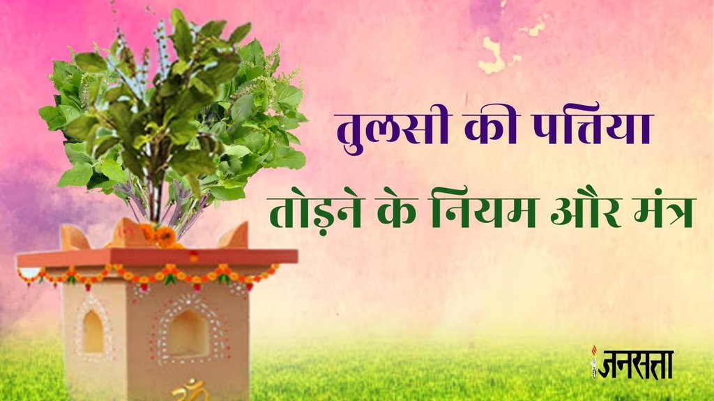 tulsi plant in west direction vastu, best time to pluck tulsi leaves, tulsi puja niyam,tulsi rules, Tulsi plant, tulsi todne ke niyam,tulsi ki patti todne ke niyam, tulsi mantra, tulsi todne ke mantra, tulsi vastu, tulsi ki sahi disha, kab tode tulsi,