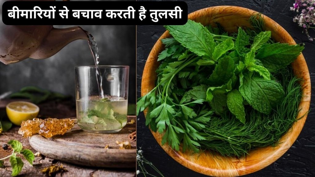 Tulsi Water Benefits,Tulsi water,Respiratory disorders,Kidney health,Holy Basil,Heart health,Basil Water Benefits,Basil Benefits,Ayurvedic medicine,