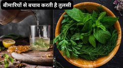 Nutritional Values: बरसात के मौसम में रोजाना खाली पेट तुलसी के पानी का सेवन करने से बॉडी पर कैसा होता है असर, जानिए