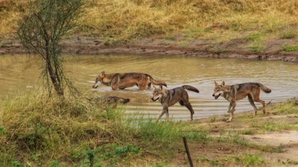 Wolf, UP Forest Department,