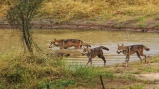 wolves | UP | Bahraich