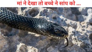 baby boy bites to snake