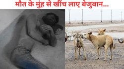 आदमी बना हैवान, कुत्ते ने दिखाई इंसानियत…आखिर कैसे एक शख्स को मिली नई जिंदगी?