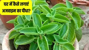 Ajwain plants at home । Home Gardening Tips । Ajwain plants
