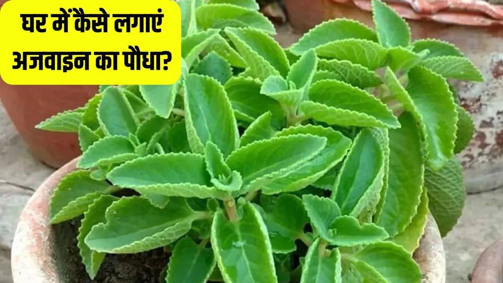 Ajwain plants at home । Home Gardening Tips । Ajwain plants