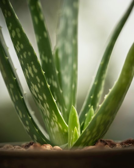Aloe vera for digestion