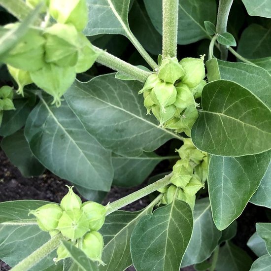 Ashwagandha for stress relief