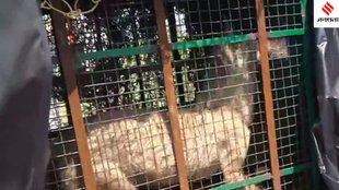 Bahraich Wolf Attack Bahraich wolf attack news