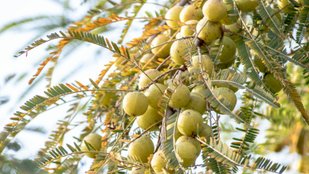 Benefits of chewing one raw amla daily on an empty stomach