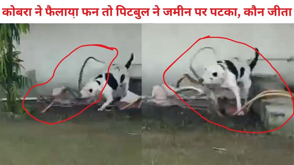 pitbull, cobra, pitbull cobra figt viral video,
