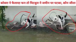 गार्डन में पहुंचा जहरीला कोबरा, बच्चों का चिल्लाना सुन दौड़ा पिटबुल, फिर सांप और कुत्ते में छिड़ी भयंकर जंग, देखें Viral Video