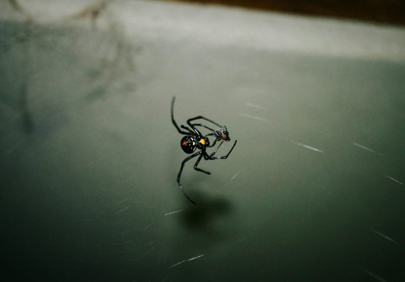 Black Widow Spider