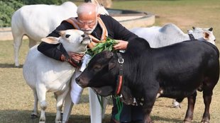 Cow