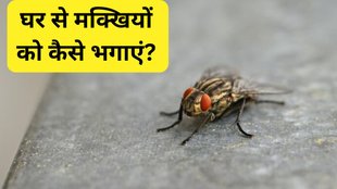 flies at home । home remedies for flies