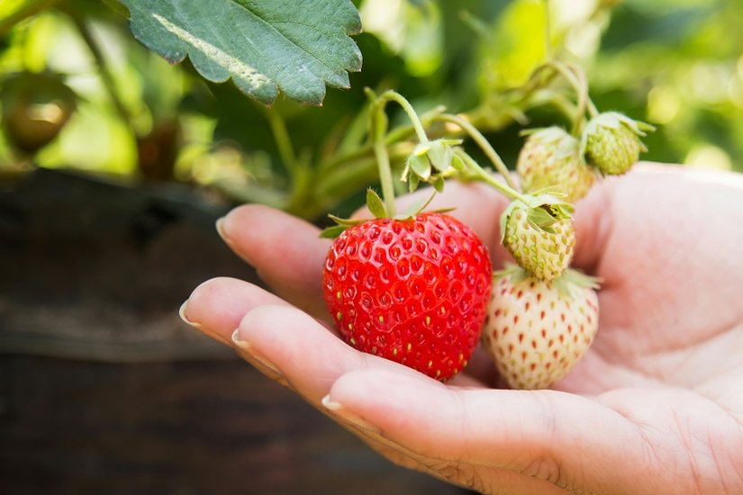 Growing-strawberries-in-pots