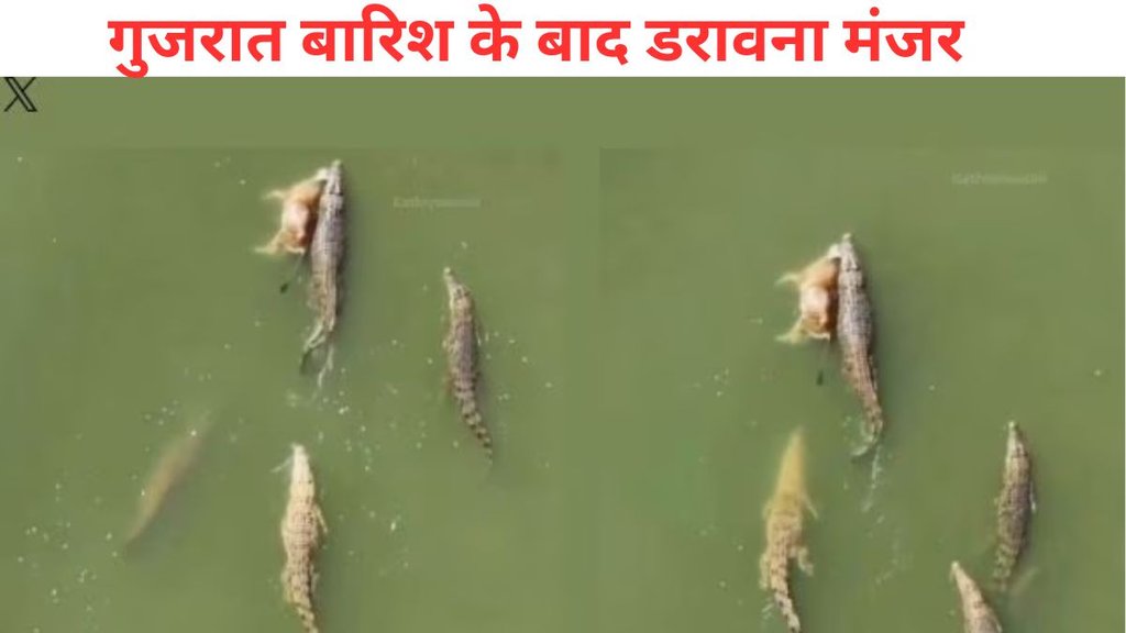 gujarat flood, gujarat rain, vadodara crocodiles