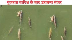 Gujarat Rains: बारिश के बाद वडोदरा में झुंड में निकलने लगे मगरमच्छ, मवेशी को खींचकर ले जाने का Video Viral