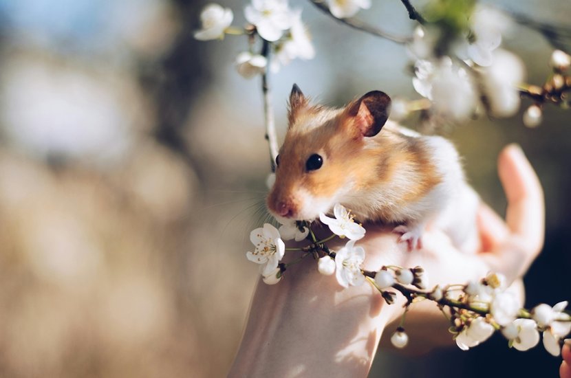 Hamsters