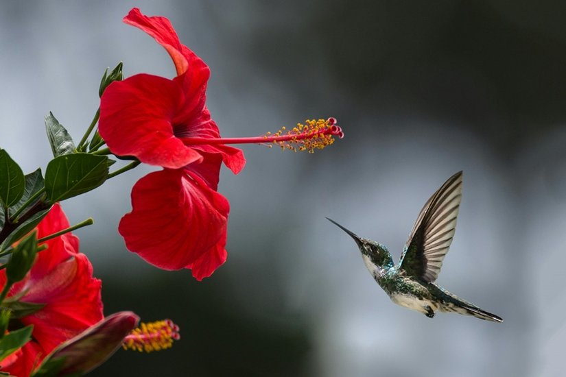 Hibiscus