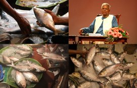 Why is Hilsa fish of Bangladesh so special?