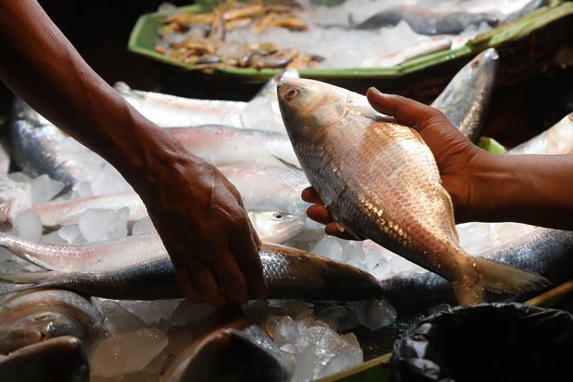Ilish fish importance
