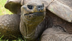 Historical significance of Jonathan the tortoise