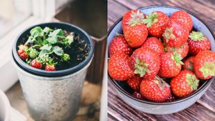 Home gardening tips for strawberries