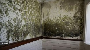 What kills mold permanently । wall mold remedies