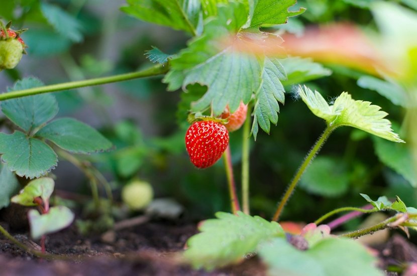 How-to-grow-strawberries-at-home