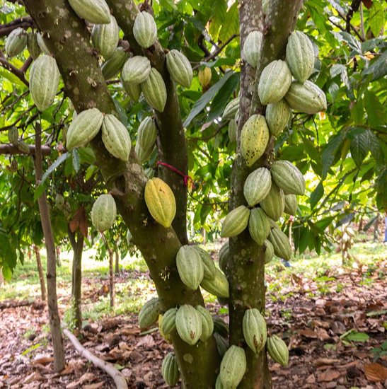 chocolate history
