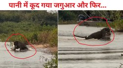 मगरमच्छ पर कूदा जगुआर, पानी से खींचकर ले आया किनारे, दोनों की लड़ाई देख बढ़ जाएंगी धड़कनें, देखें Viral Video