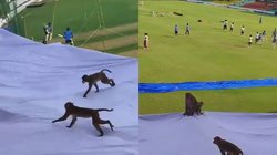 IND vs BAN: ग्रीनपार्क में लगी लंगूरों की ड्यूटी, बंदरों ने किया UPCA की नाक में दम