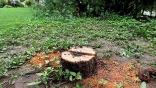 Maharashtra | sandalwood trees