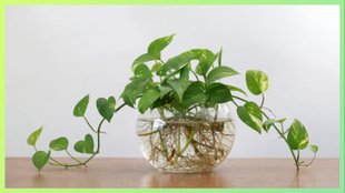 how to grow money plant in water faster