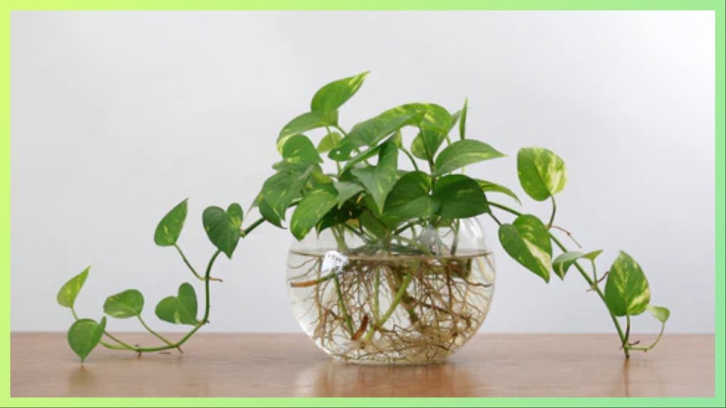 how to grow money plant in water faster how to grow money plant in water faster