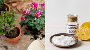baking soda for flowering plants