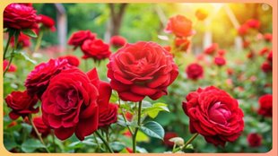 Alum for rose plants gardening tips in hindi