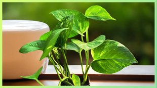 Money plant watering tips