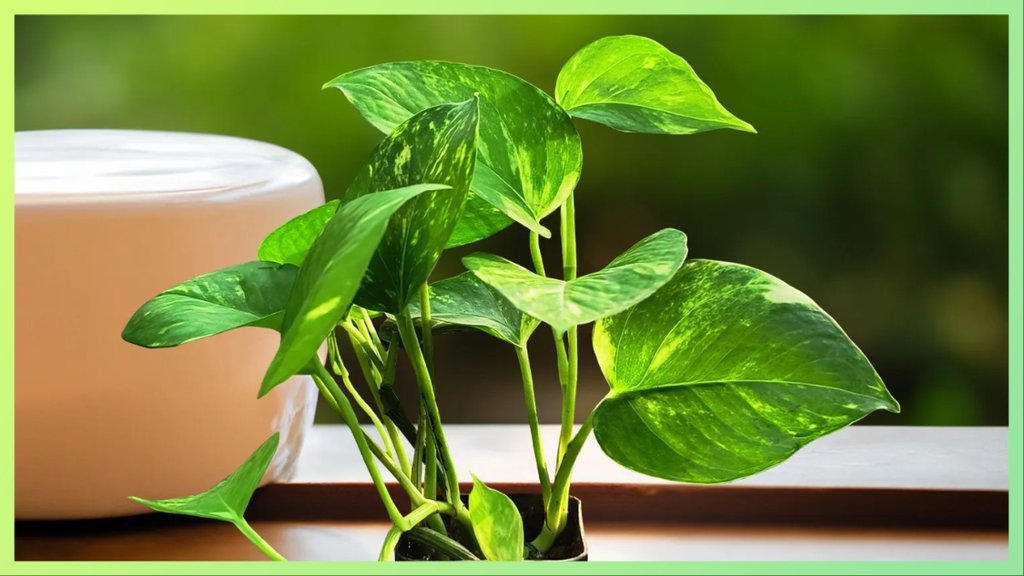 Money plant watering tips