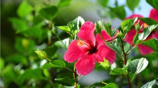 hibiscus fertilizer for flowering