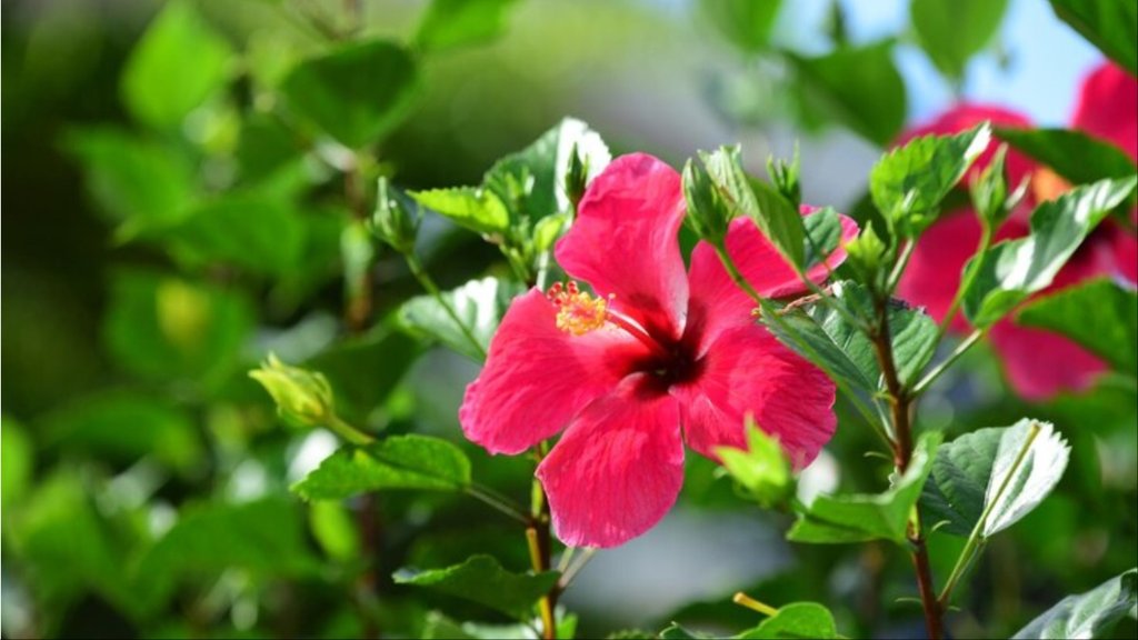 hibiscus fertilizer for flowering