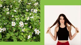 brahmi for thin hair