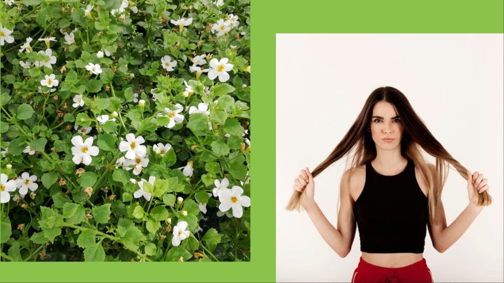 brahmi for thin hair