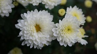 How to grow guldaudi plant