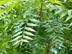 neem leaves home hacks