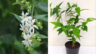 Fertilizer for parijat plants