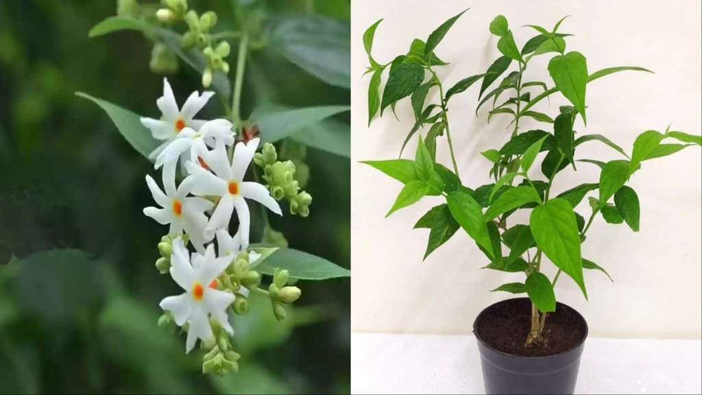 Fertilizer for parijat plants