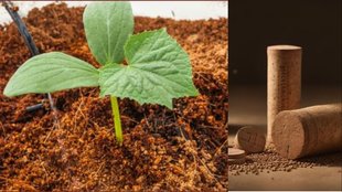 How to use cocopeat for plants