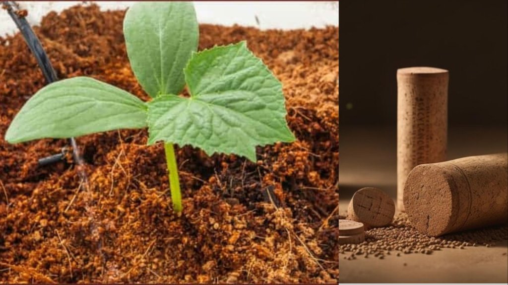 How to use cocopeat for plants